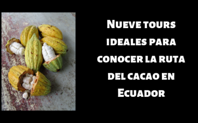 Nueve tours ideales para conocer la ruta del cacao en Ecuador