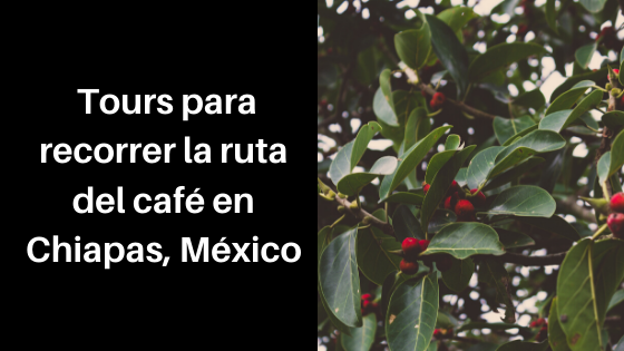 Tours para recorrer la ruta del café en Chiapas, México